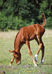 The little red foal is grazed on a meadow