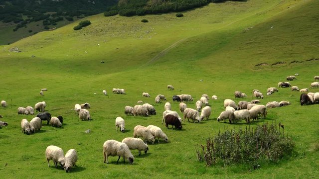 Sheep on the mountain - (4K)