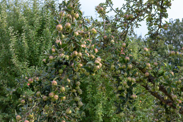 Several apples hanging on an apple tree