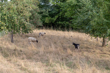 Naklejka na ściany i meble Sheeps and a goat on a pasture in summer