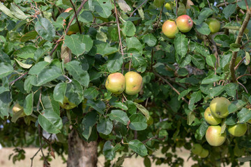 Some apples hanging on the apple tree in an orchard