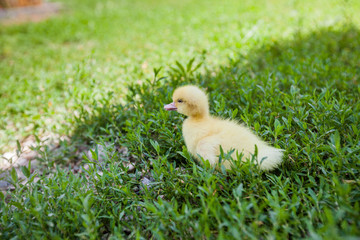  Cute Yellow Duckling