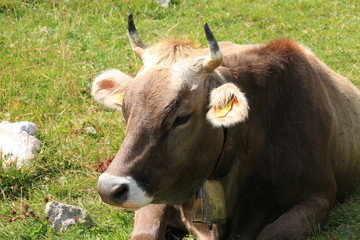 Kuh von nahem