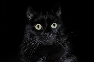 Beautiful young black cat on a black background