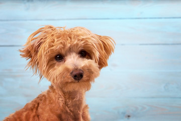 portrait of a female bollipoo