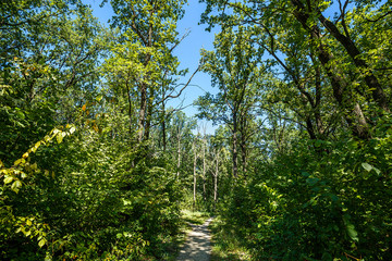 Fototapeta na wymiar summer road through deciduous green forest 