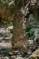 Valley Of The Butterflies. A beautiful nature reserve on the island of Rhodes, Greece, nature background