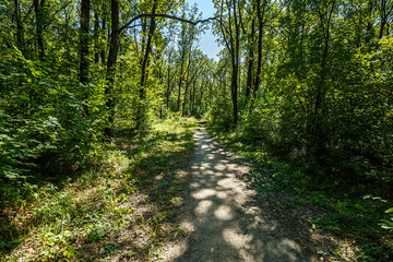 summer road through deciduous green forest 
