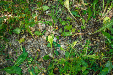 Fototapeta premium summer road through deciduous green forest 