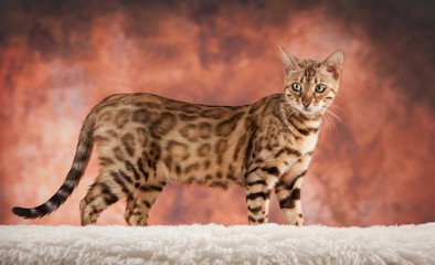 Bengal Cat in Studio