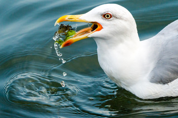 Möwe