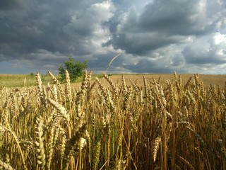 wheat field and thunderstorm