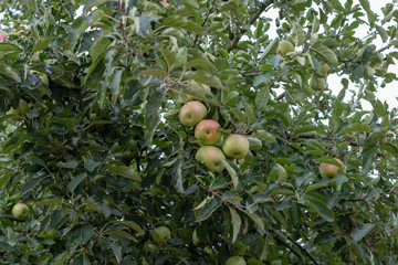 Ripen apples hanging at the appletree