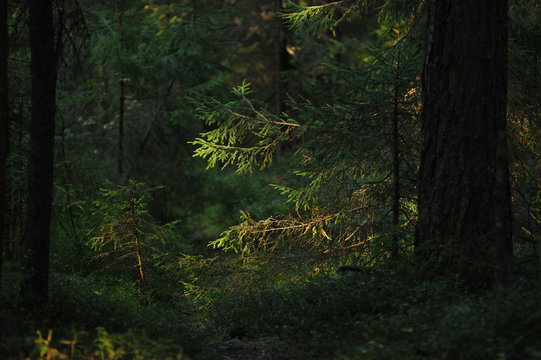 Forest landscape © Grigoriy