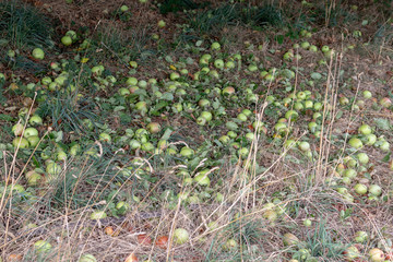 Several green windfall apples lying under the apple tree