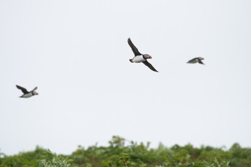 puffins