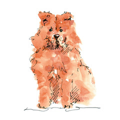 Watercolor illustration of Chow Chow dog drawing isolated on white