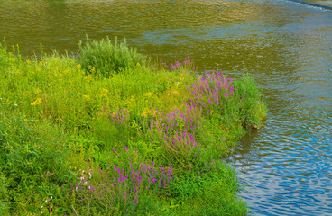 water plants Niederhausen reservoir in the Nahe Valley nature reserve from Boos to Niederhausen Bad Kreuznach, Rhineland-Palatinate, Germany
