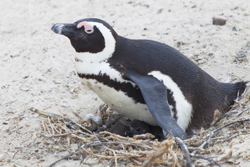 un pinguino e il suo piccolo