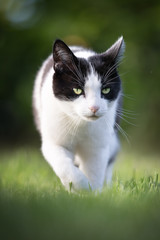 Curious Cat in the Garden