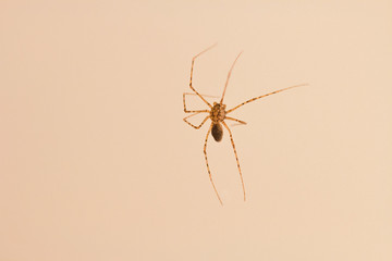araña
