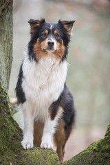 australian shepherd in the nature