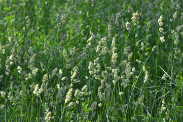Flowering Dactylis glomerata