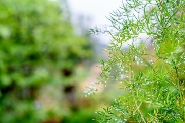 green plant background, raindrops on leaves green background