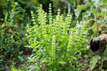 Home-grown Basil in Garden