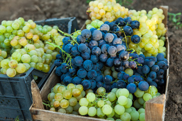 A basket of ripe grapes after harvesting.