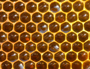 Natural background of honeycomb with honey and spectra