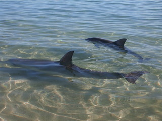 Monkey Mia Delfine © Kristina Charles