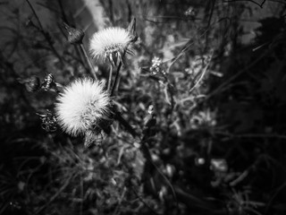 dandelion flower with seeds ball white and gray