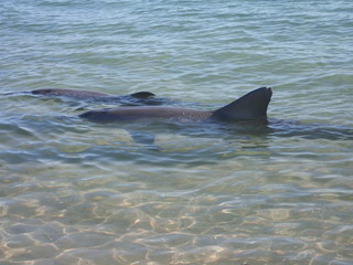 Obraz premium Monkey Mia Delfine