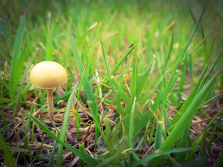 shiny mashroom in grass