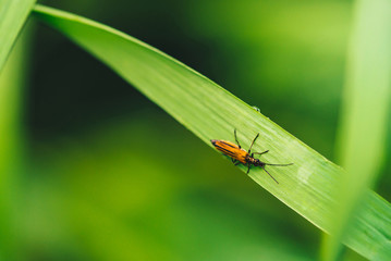 Small beetle Cerambycidae on vivid shiny green grass with dew drops close-up with copy space. Pure, pleasant, nice greenery with rain drops in sunlight in macro. Green plants in rain weather.