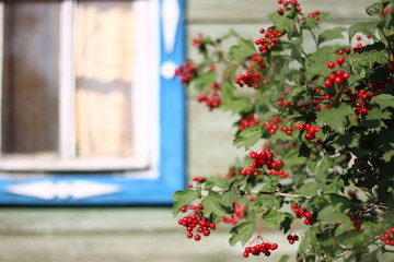Fototapeta na wymiar berries of viburnum against the background of the village window