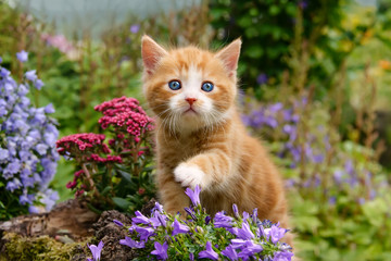 Naklejka premium Mały kotek o cudownych niebieskich oczach bawiący się kwiatami