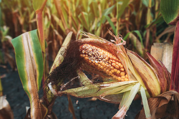Damaged corn on the cob