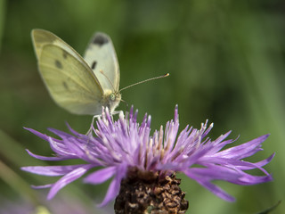 motyl © Henryk Olszewski