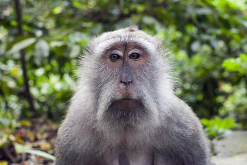 Monkey portrait. Face of Macaque monkey in Ubud Monkey Forest, Bali