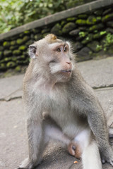Monkey portrait. Face of Macaque monkey in Ubud Monkey Forest, Bali