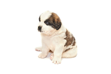 Saint bernard puppy lying