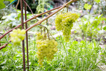 Ripe fresh green grape