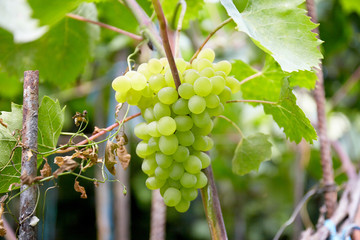 Ripe fresh green grape