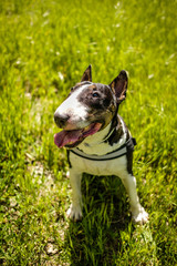 bull terrier 2