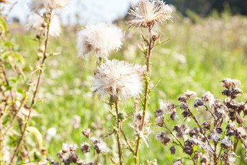 Dry flowers outdoor in nature