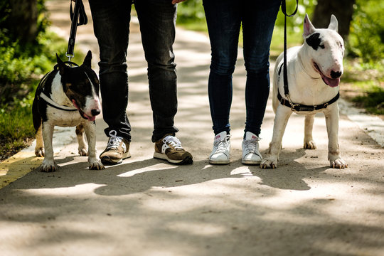 bull terrier y sus dueños 2