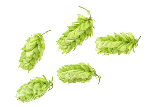 Green hops isolated on white background, top view.