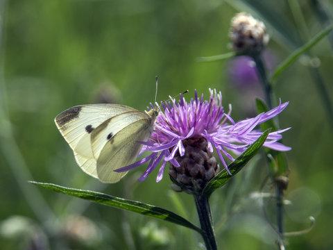 motyl